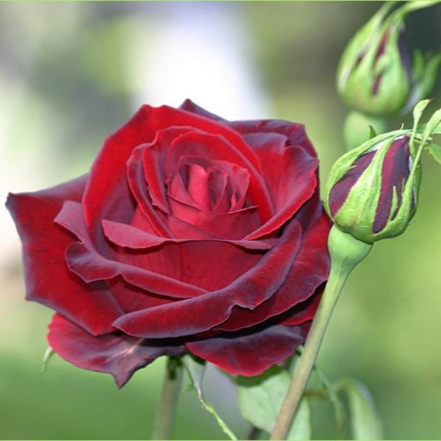 Red Damask rose seeds