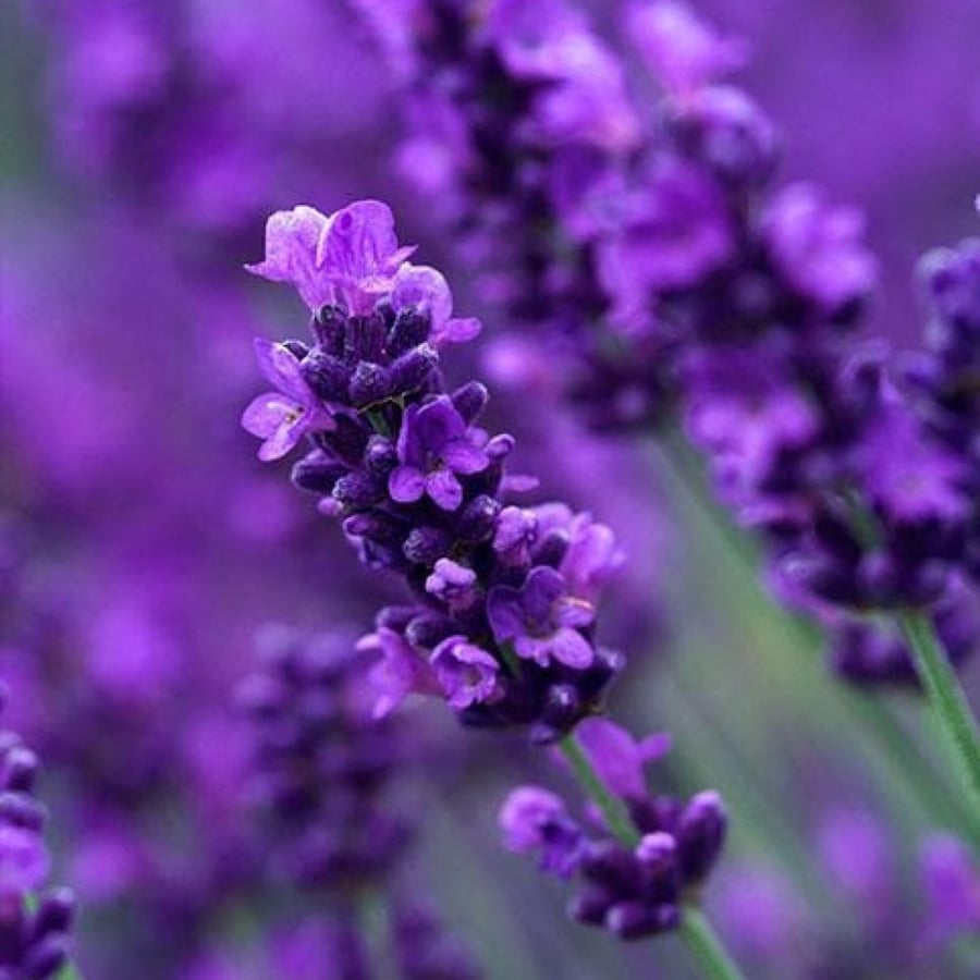 نبات اللافندر العطري - Lavandula Angustifolia