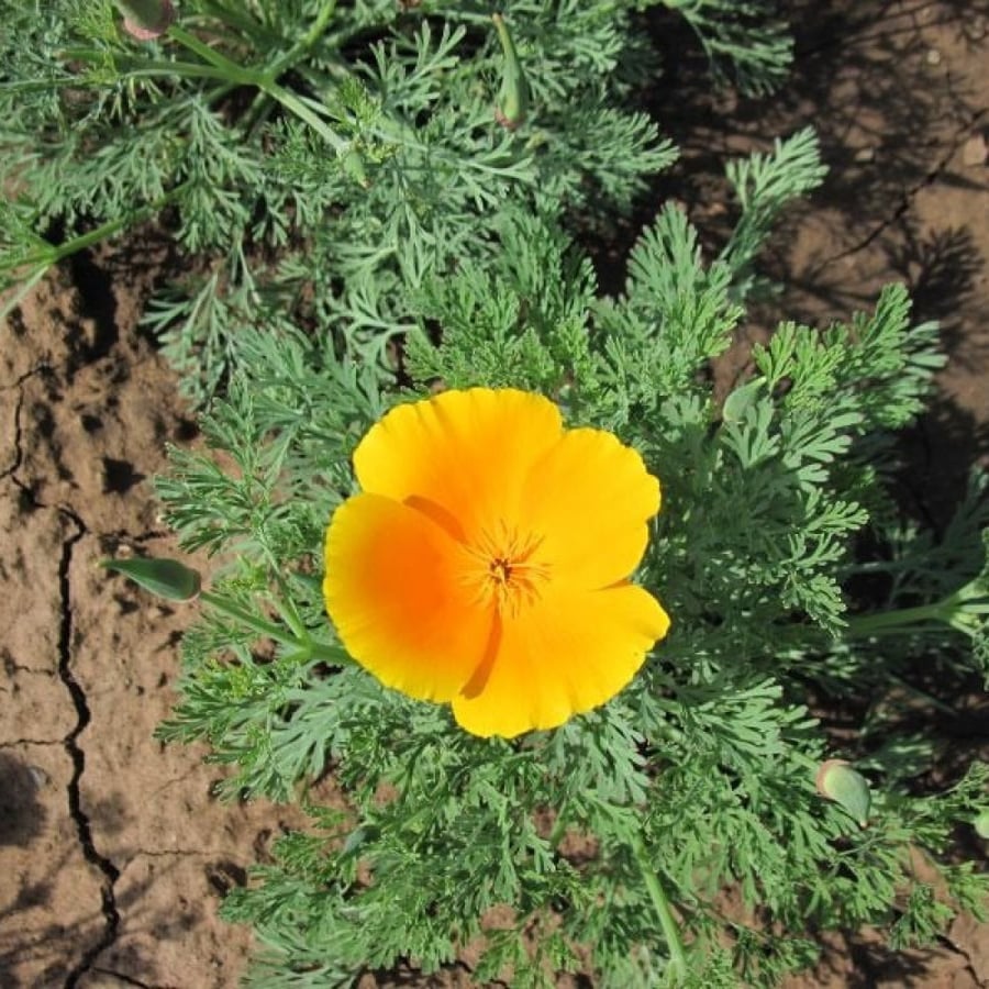 بذور خشخاش كاليفورنيا  الذهبي الاصفر - Eschscholzia californica