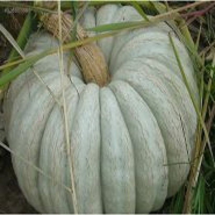 بذور القرع او اليقطين الكبير - Cucurbita Maxima