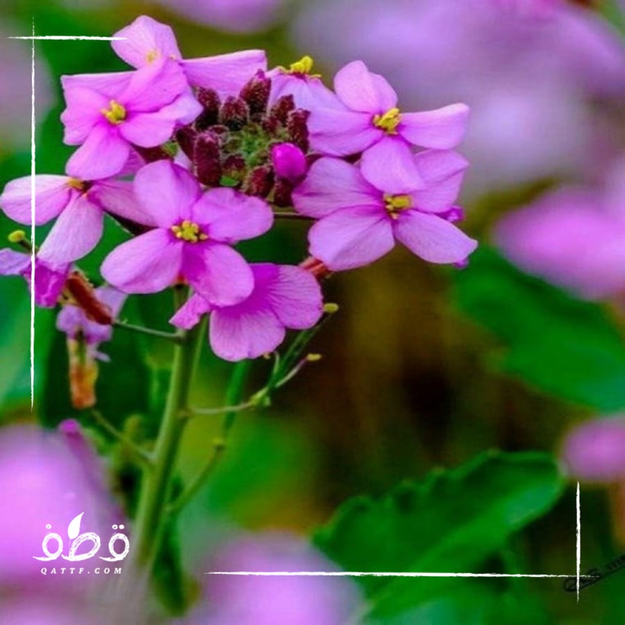 بذور اليهق - Diplotaxis acris الموسمي