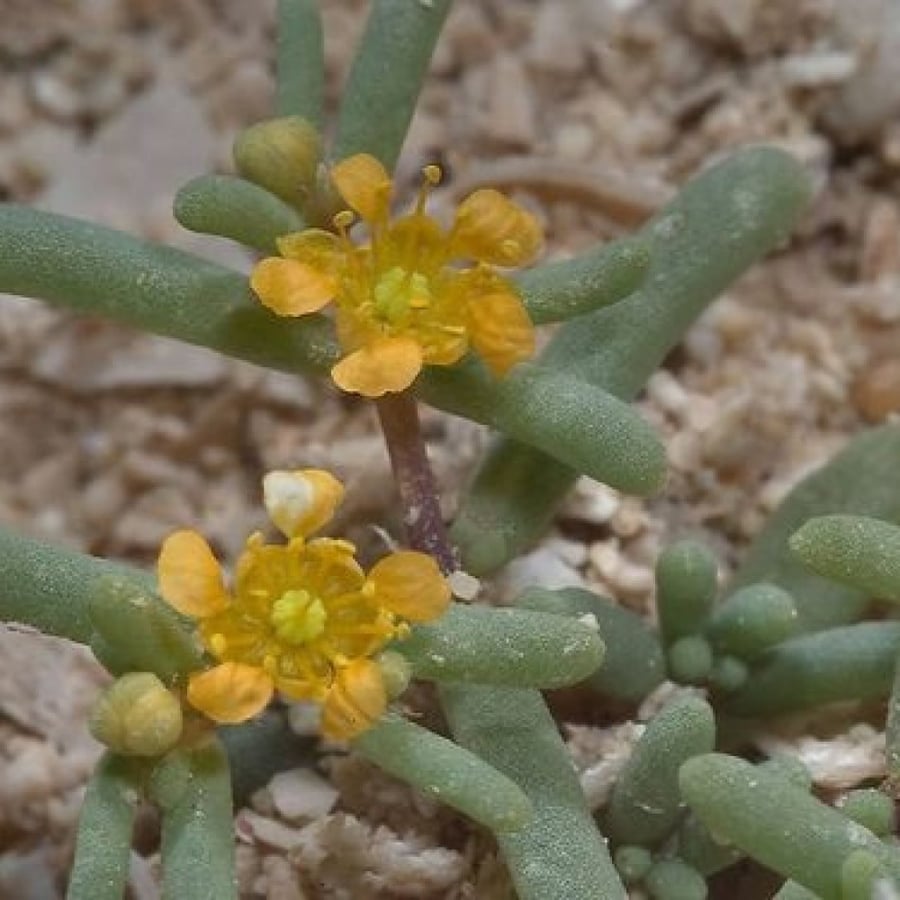 بذور القرمل - Zygophyllum Simplex