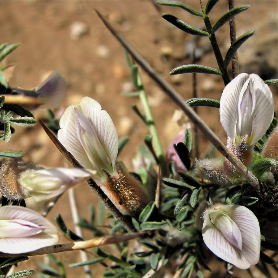 بذور القتاد الشوكي البري أو الكتاد البري Astragalus Spinosus