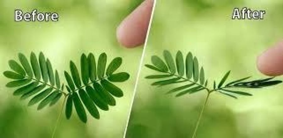 بذور ميموسا بوديكا  الخجولة - Mimosa Pudica