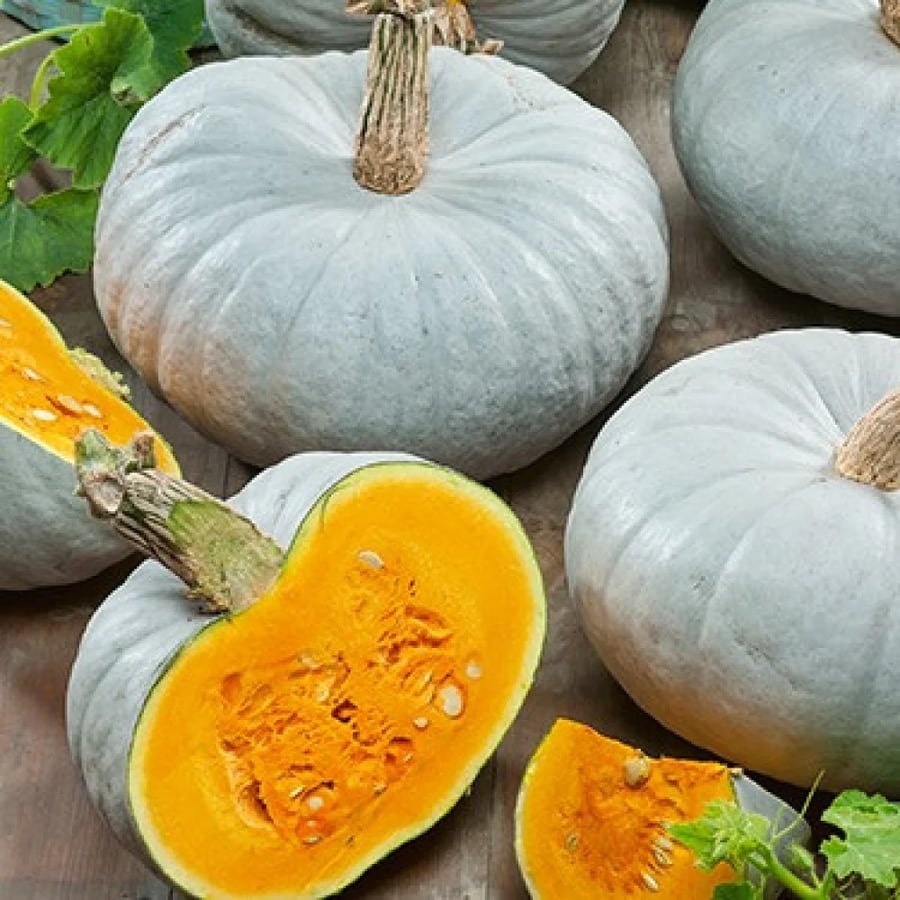 القرع او اليقطين الكبير - Cucurbita Maxima
