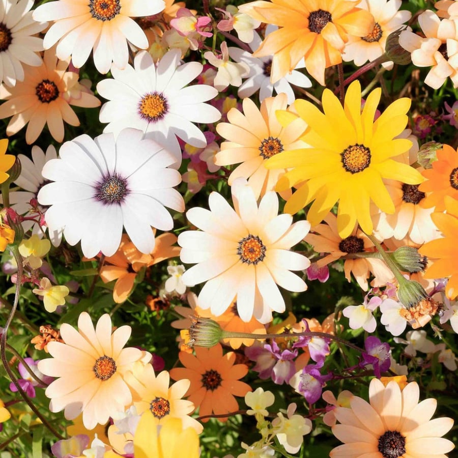 A sentence of 500 seeds of African daisy Demorphotica mixed