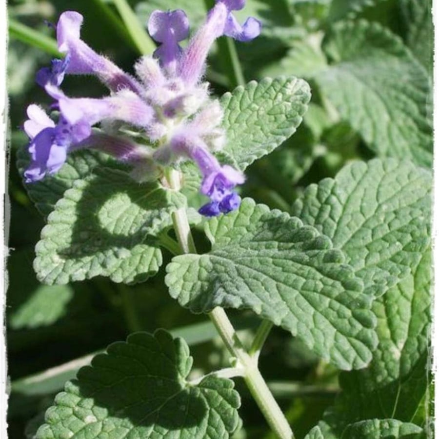 بذور النعناع البري - Nepeta Cataria