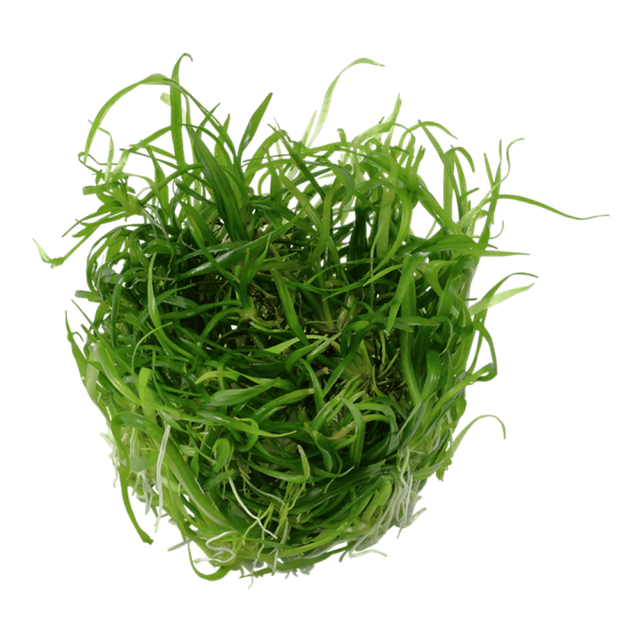 Helanthium tenellum 'Green'
