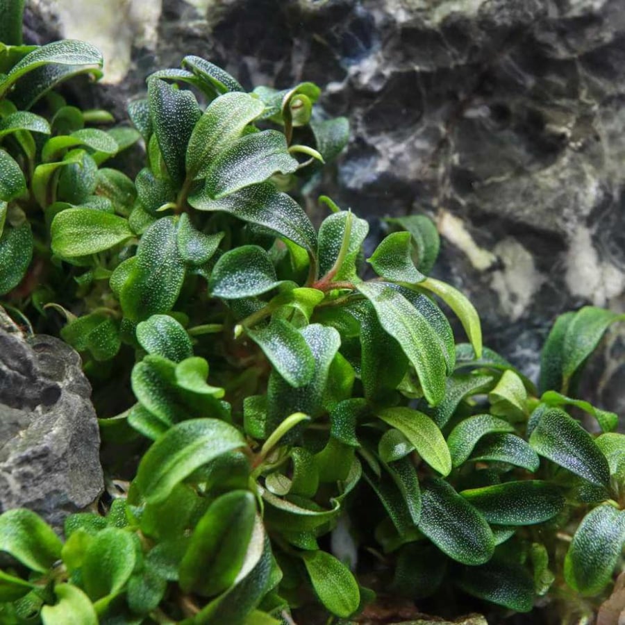 Bucephalandra sp. 'Needle leaf'