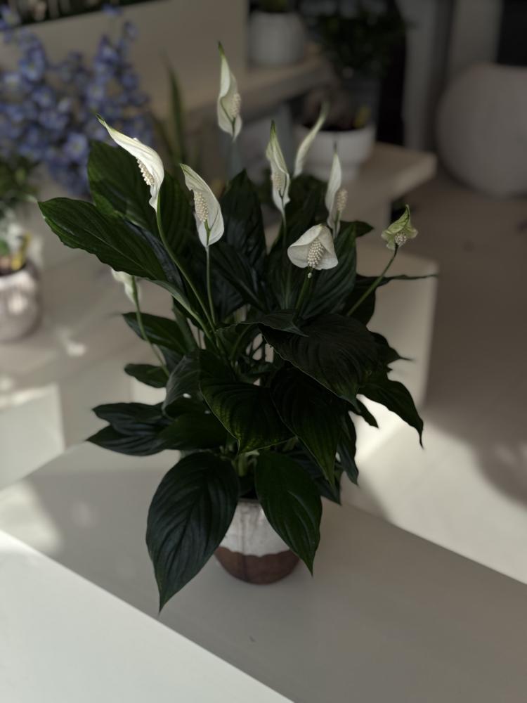 Peace Lily