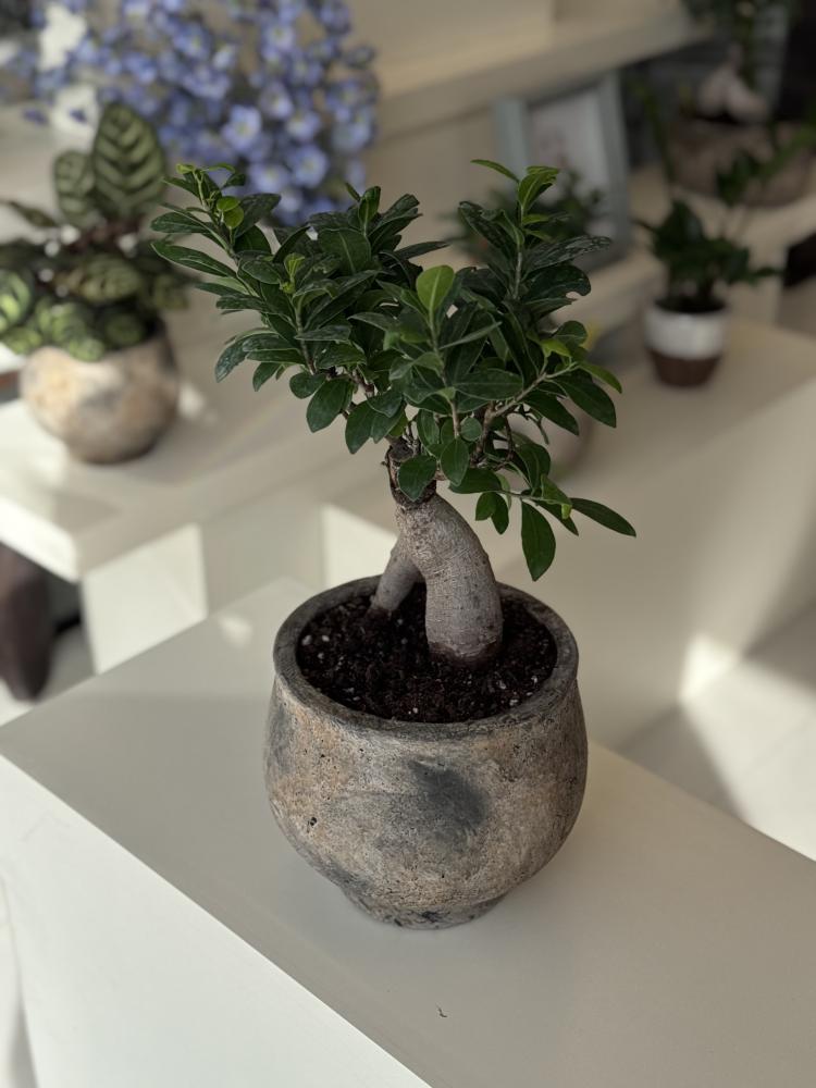 بونساي