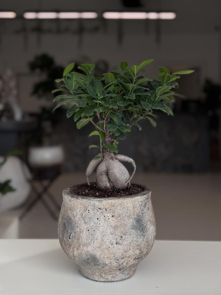 بونساي