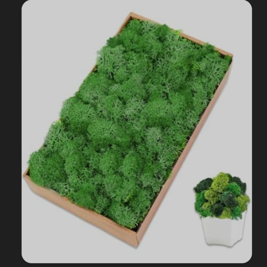 موس طحالب تنسيق الأحواض
