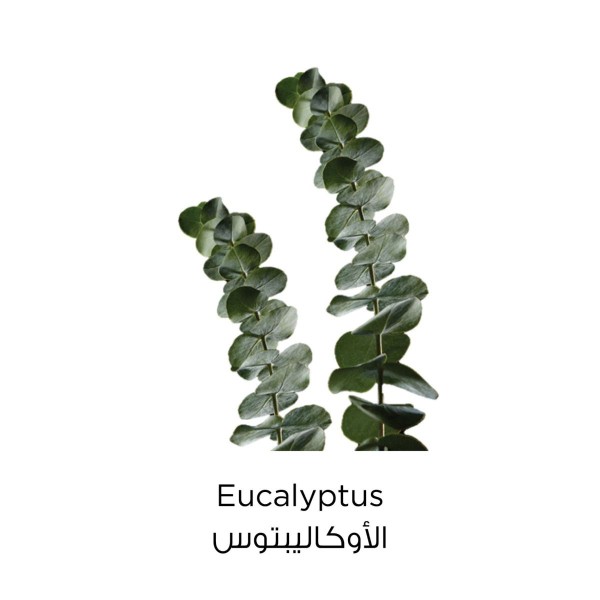 غسول وجه منظف بالطين أوكالبتوس من لوريال - 150 مل