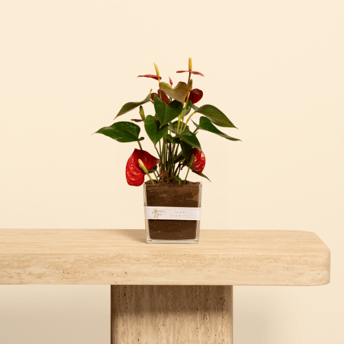 Anthurium Plant Vase