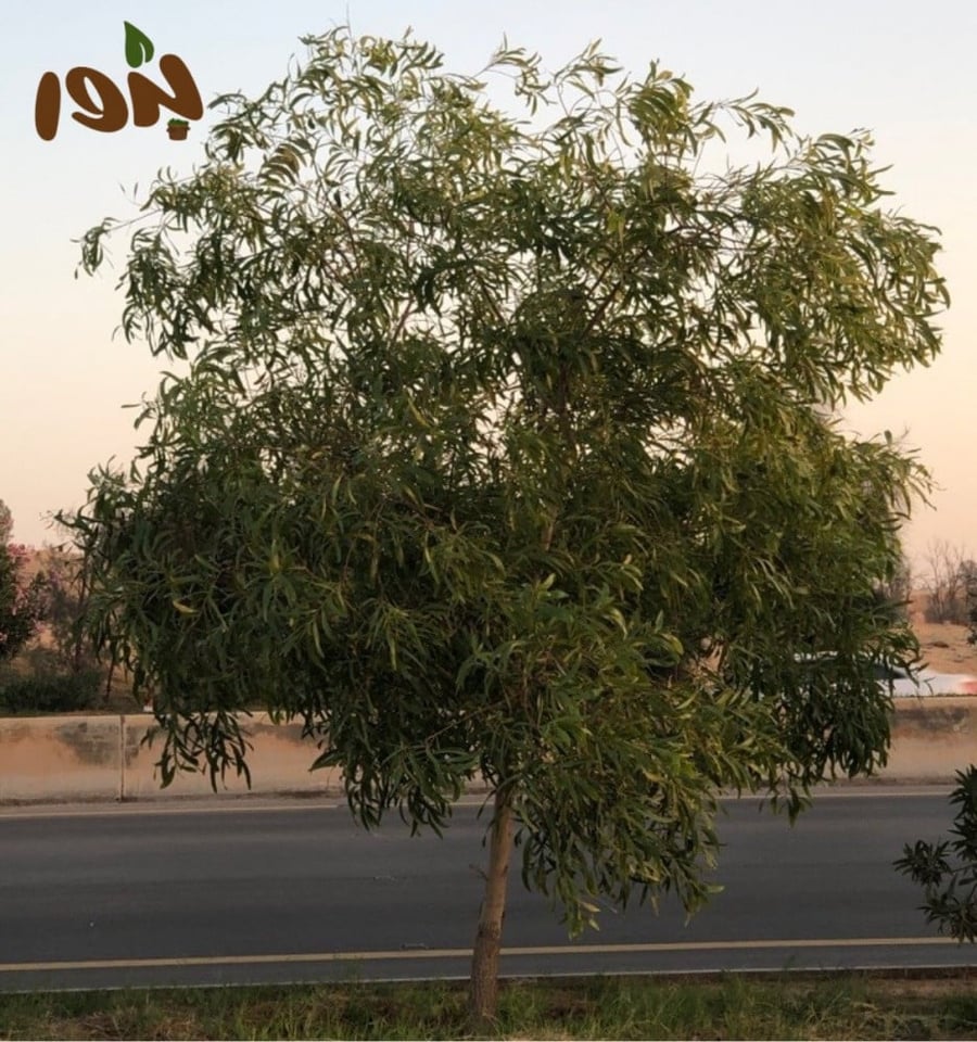 Eucalyptus citriodora