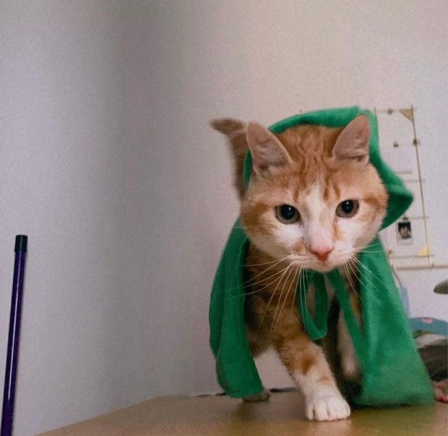 كوسبلاي هجوم العمالقة  حيوان أليف - pet