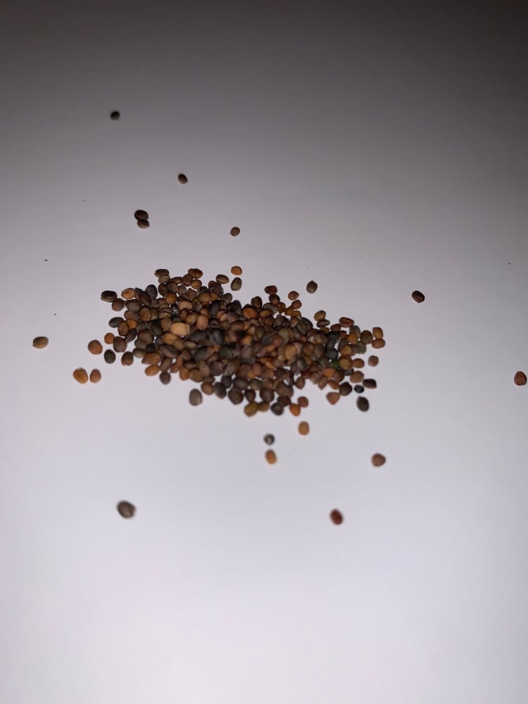 بذور جرجير  (25جرام)