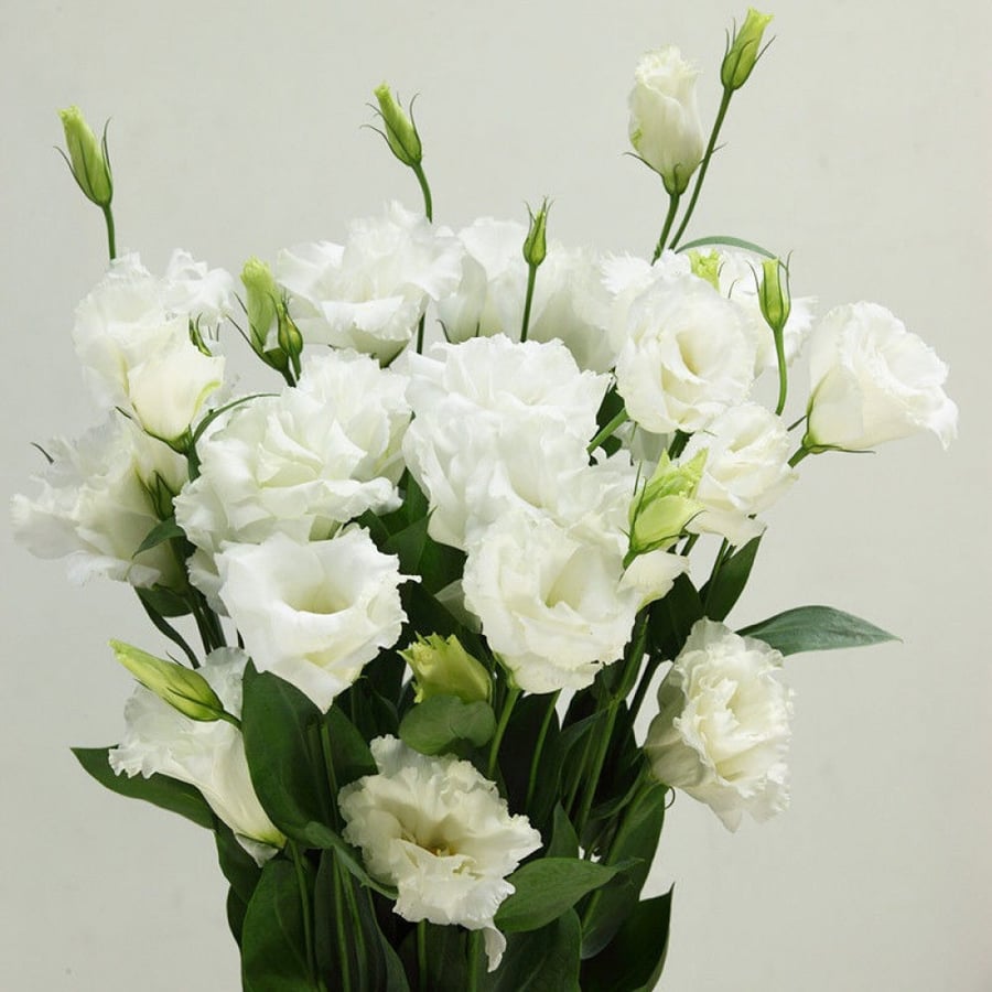 ايستوما -  5 اغصان - eustoma