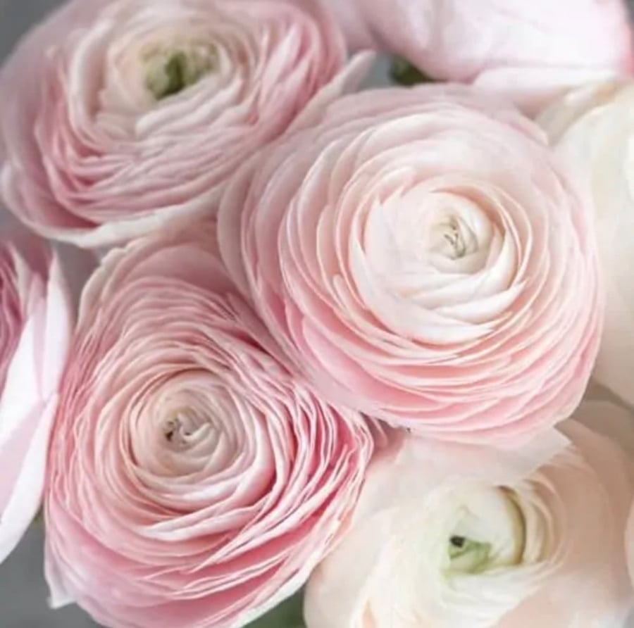 رنكلوس - Ranunculus  حزمة 10 اغصان