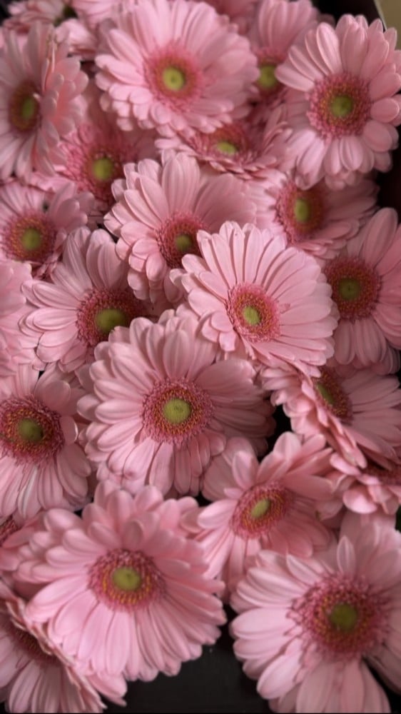 جيربيرا شدة 10 أغصان - Gerbera