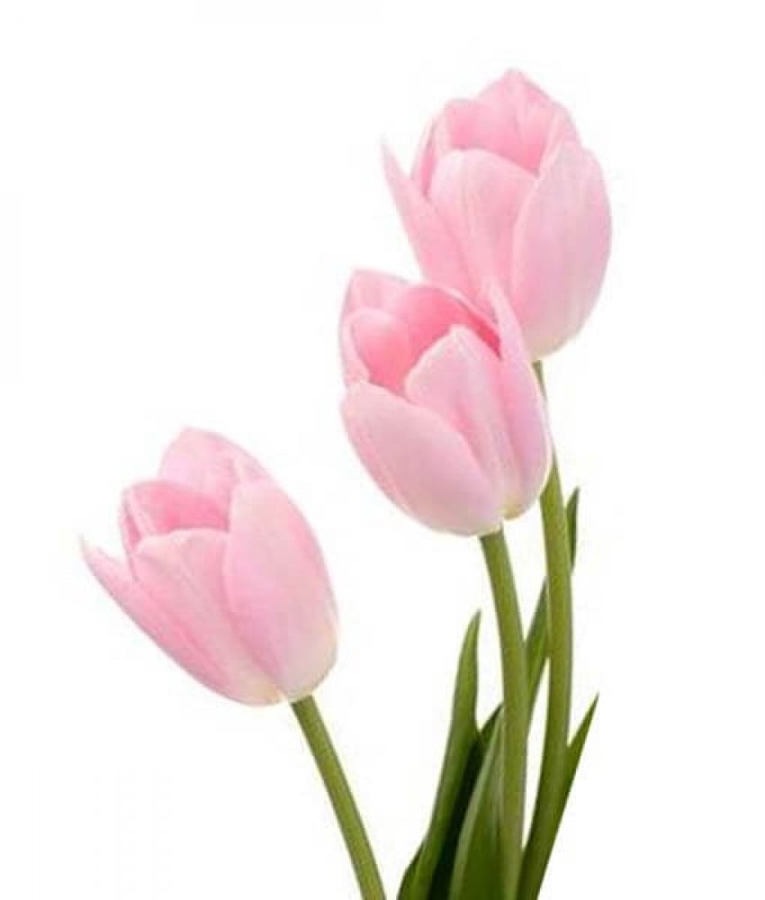 توليب شدة 10 أغصان - Tulip