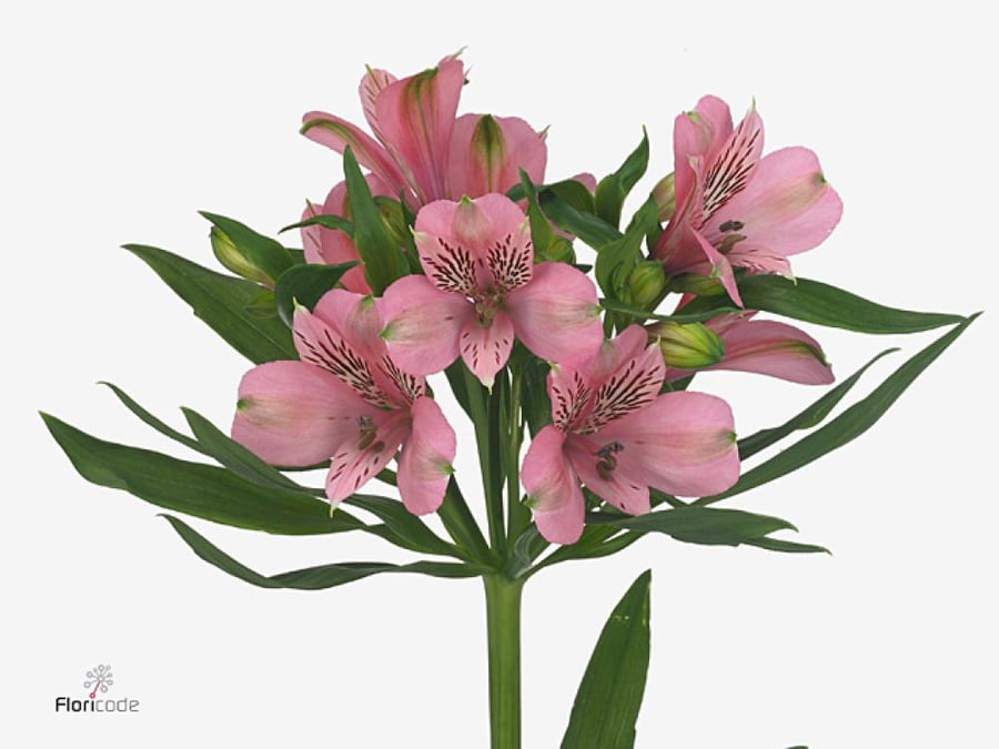الستروميريا - شدة 10 أغصان - Alstroemeria