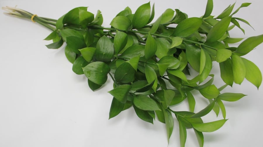 Ruscus