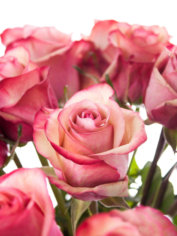 روز (جوري) شدة 10 أغصان - Rose