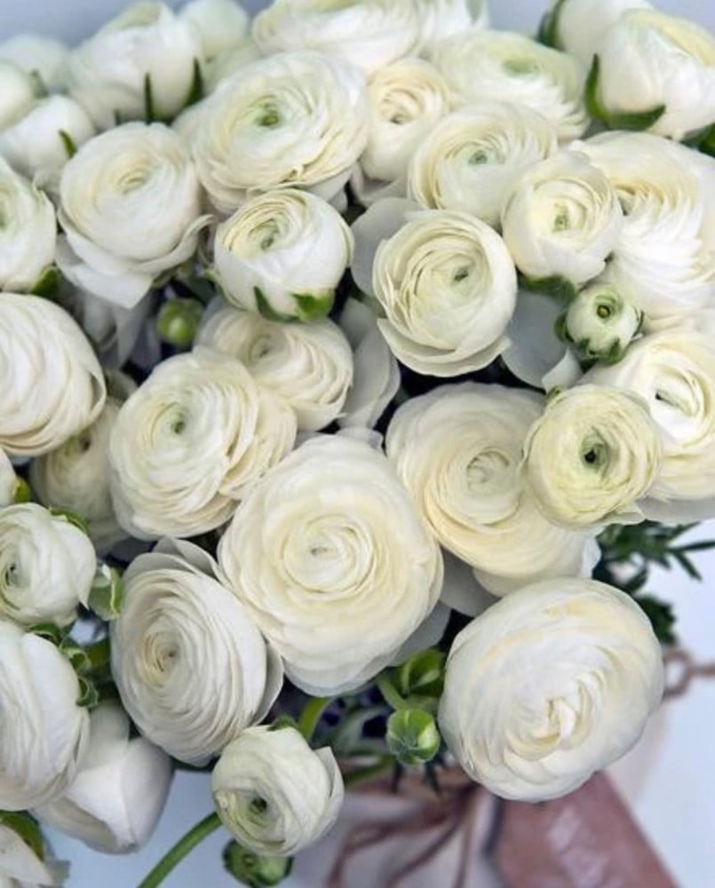 رنكلوس - Ranunculus  حزمة 10 اغصان
