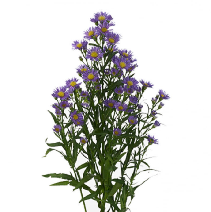 استر كاسندرا - Aster Cassandra