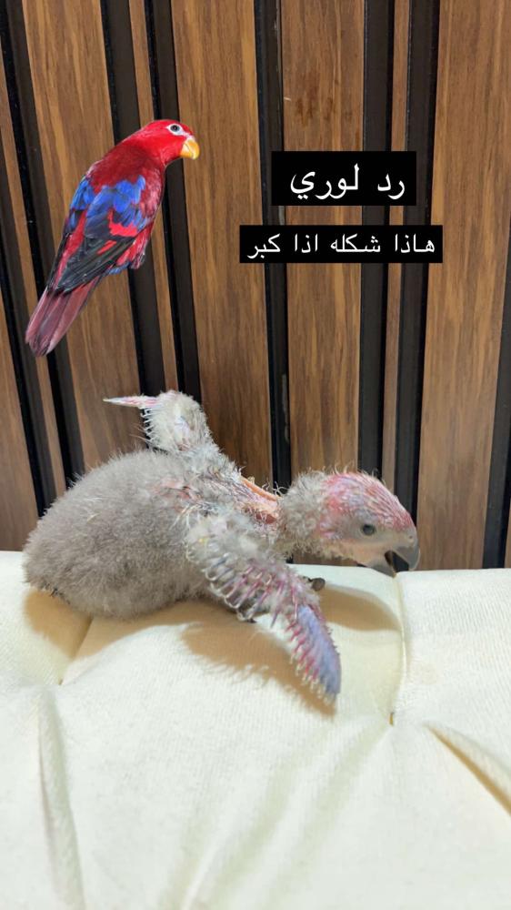 فرخ رد لوري