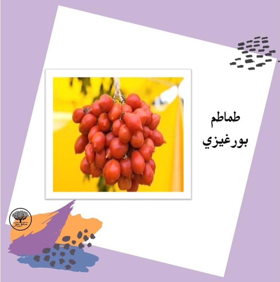 بذور طماطم بورغيزي متوارث