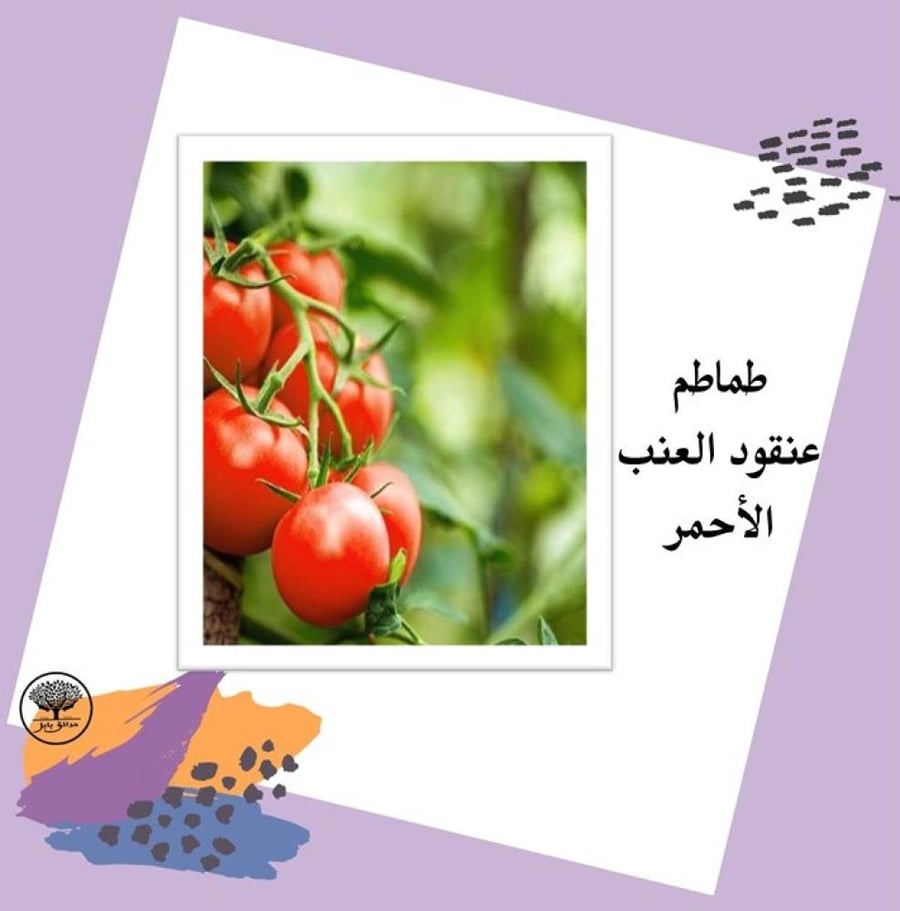 بذور طماطم عنقود العنب الأحمر F1