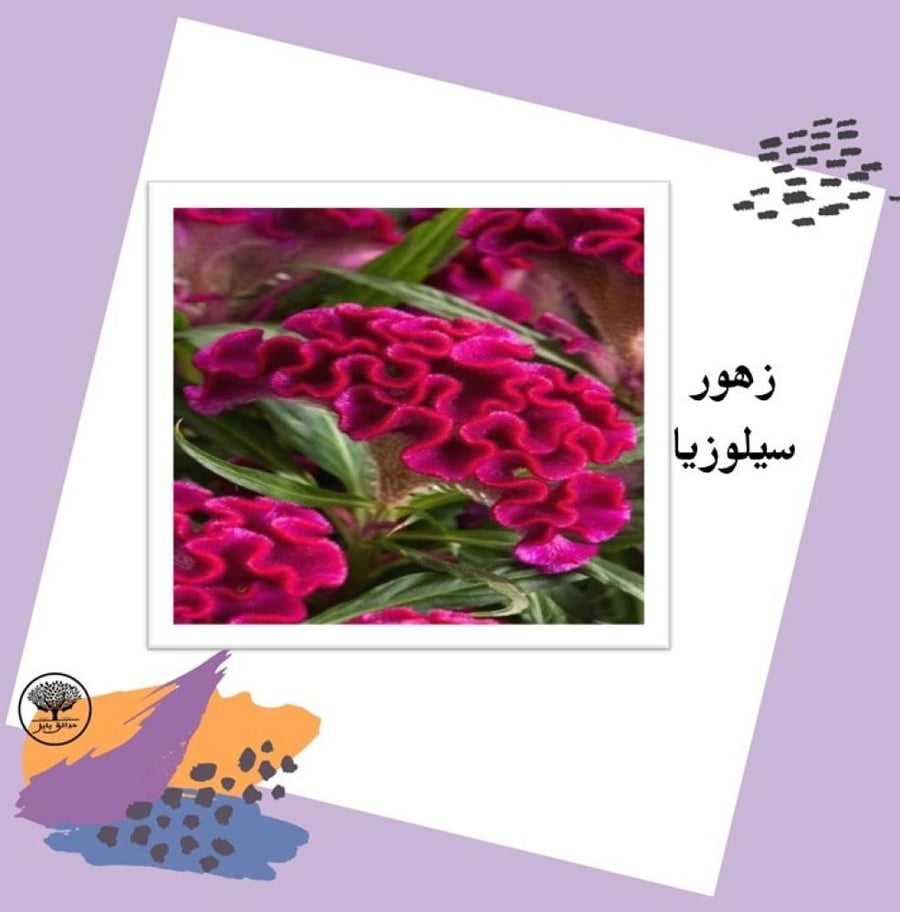 بذور زهور سيلوزيا متوارث