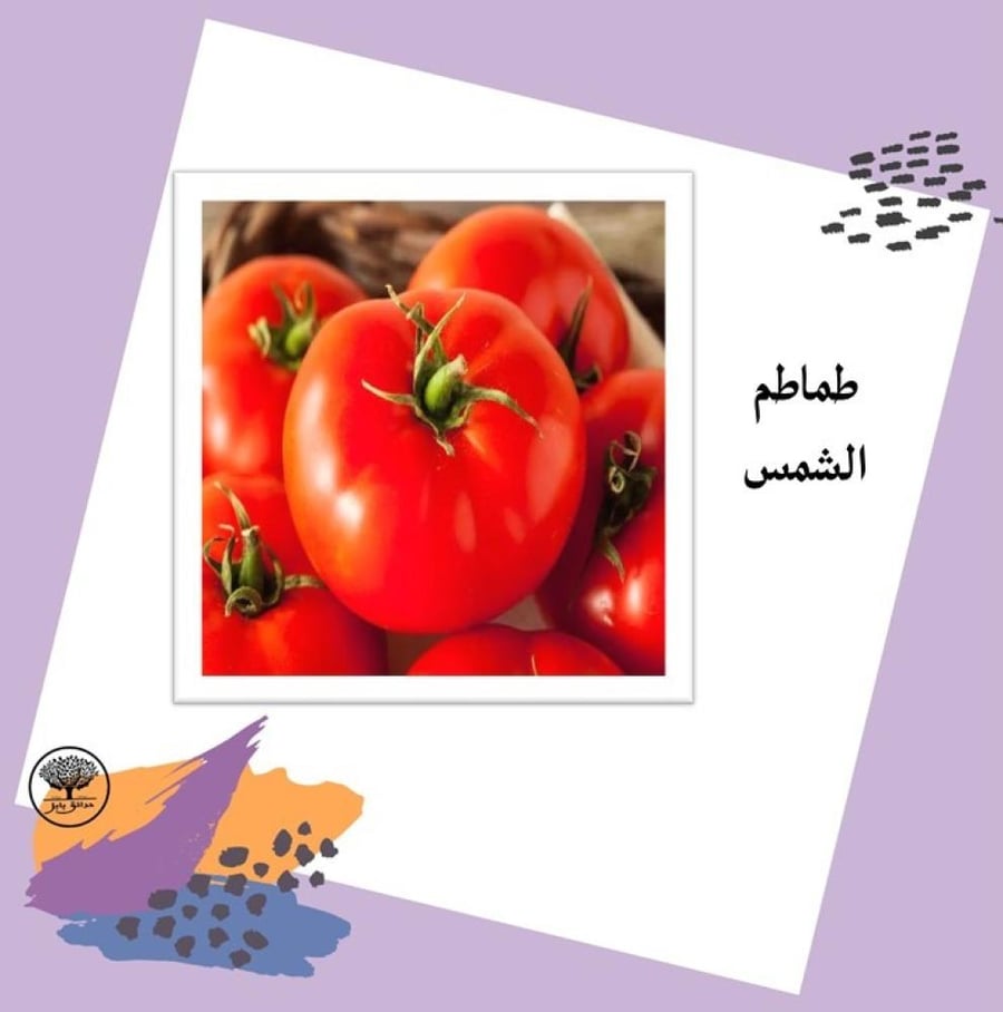 بذور طماطم الشمس المتوارث