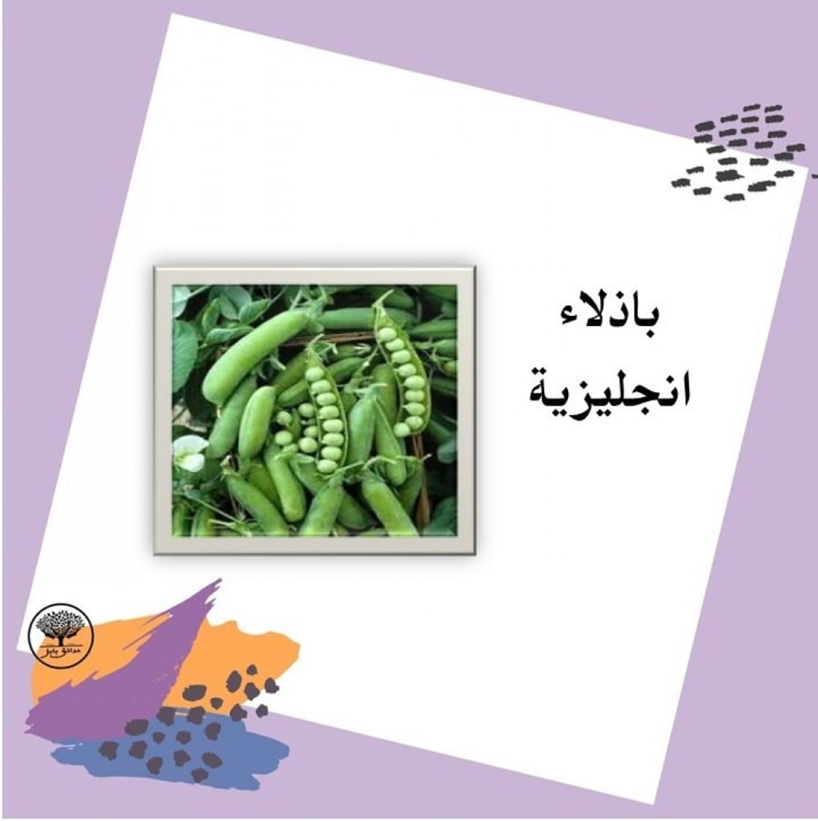 بذور باذلاء انجليزية F1