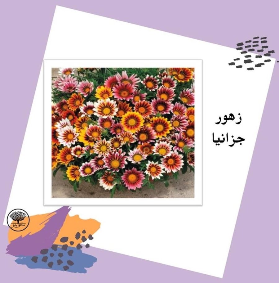 بذور زهور الجزانيا متوارث
