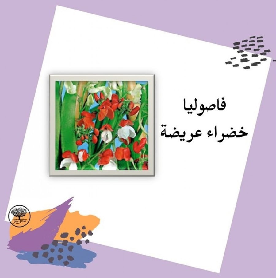بذور فاصوليا خضراء  عريضة F1