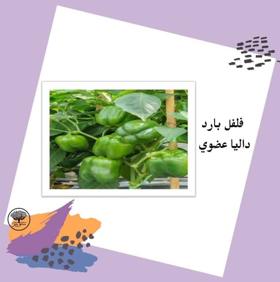 بذور فلفل بارد داليا  عضوي F1