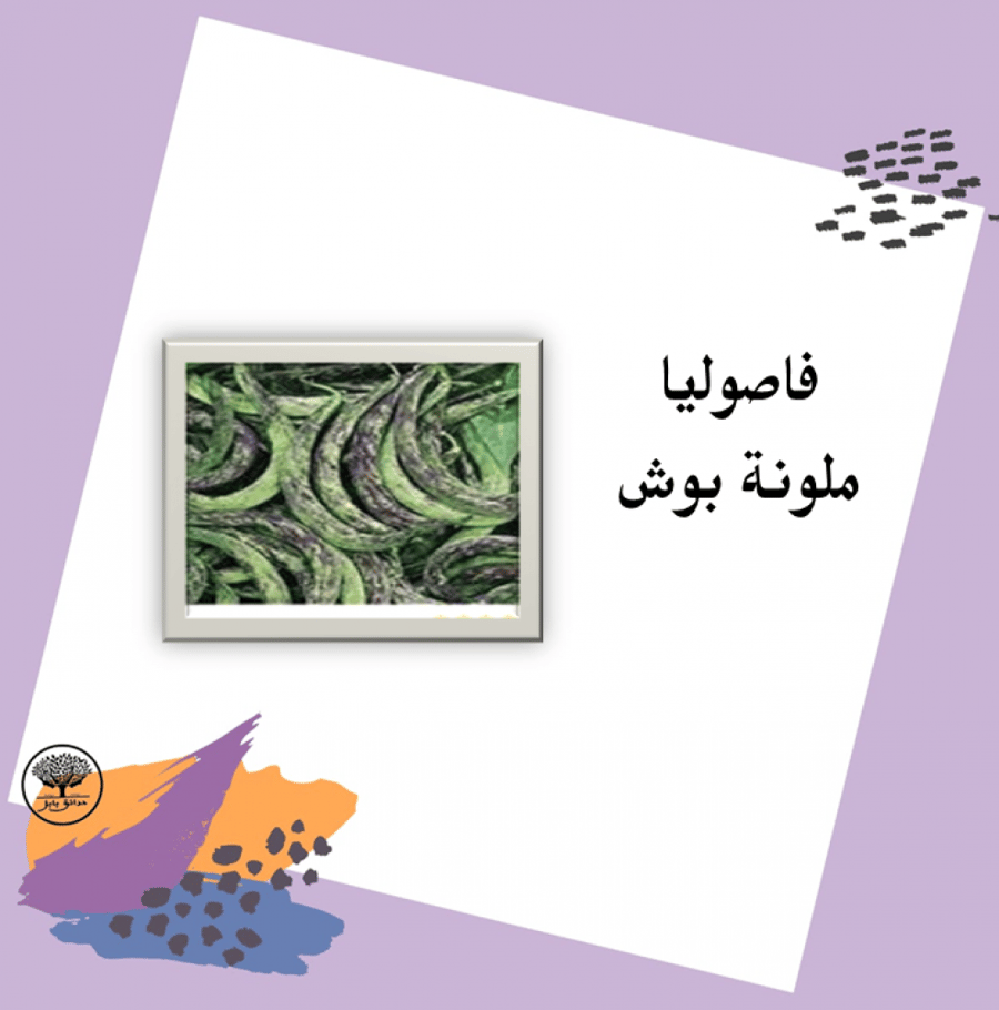 بذور فاصوليا ملونة بوش
