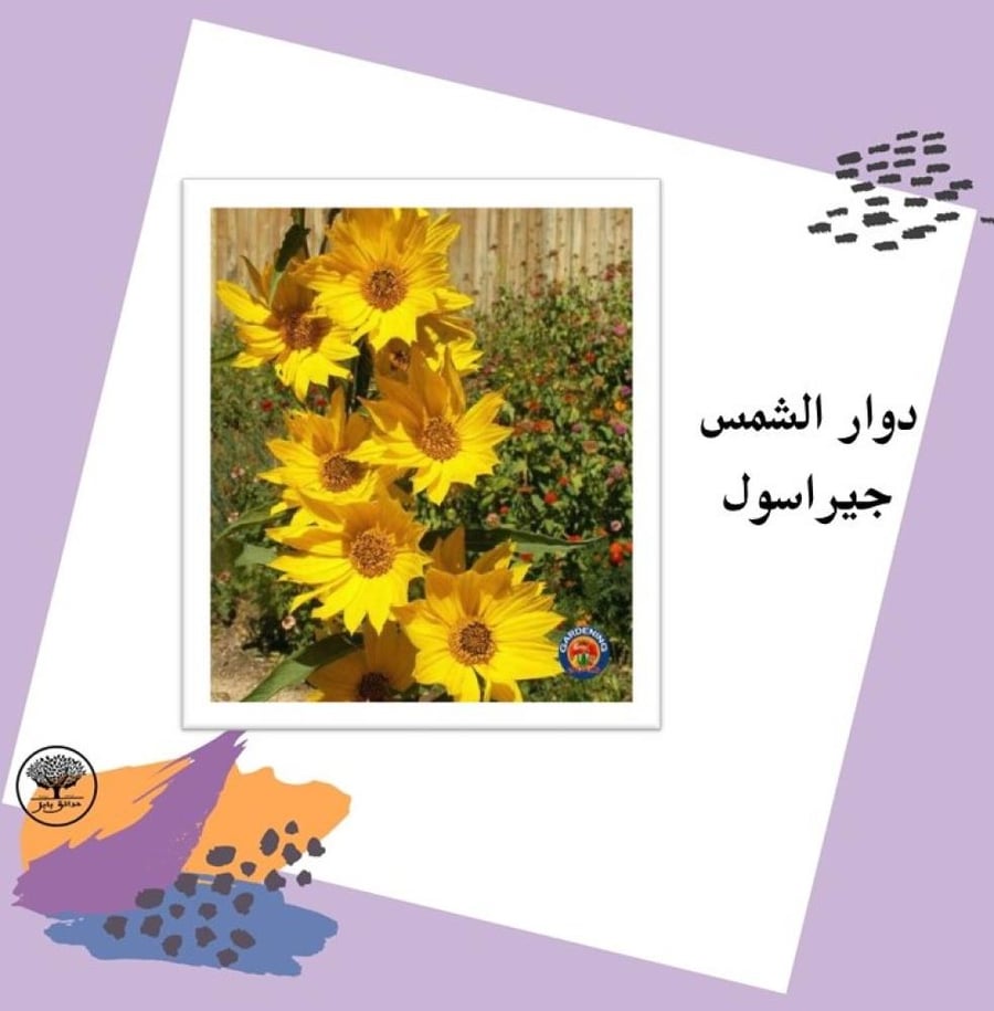 بذور دوار الشمس جيراسول متوارث