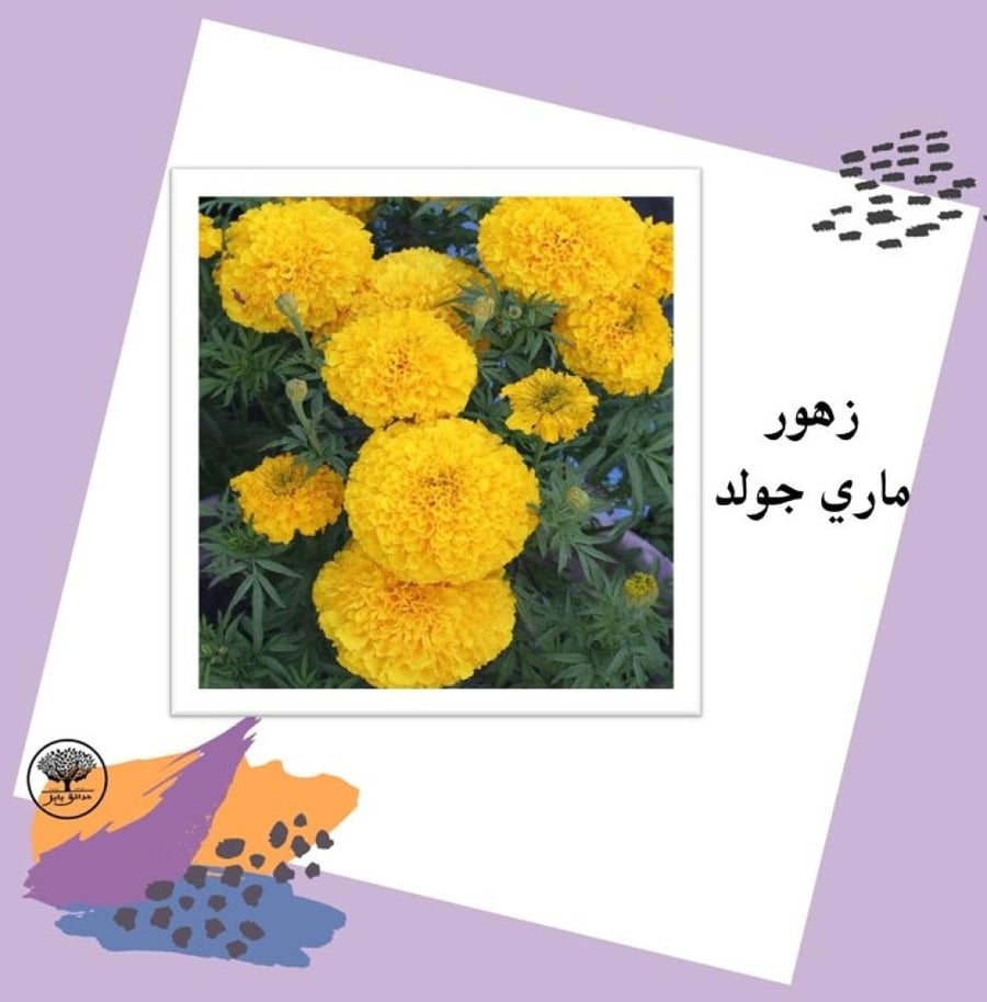 بذور زهور ماري جولد كوري متوارث