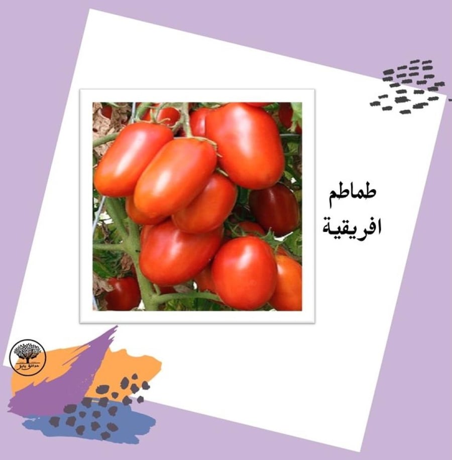 بذور طماطم افريقية F1