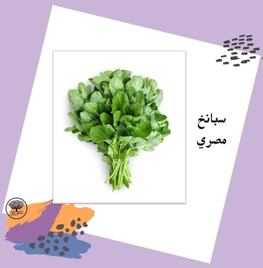 بذور سبانخ مصري متوارث