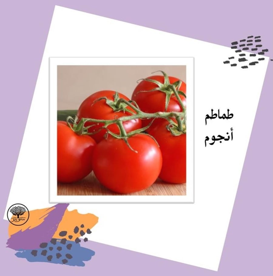بذور طماطم أنجوم F1