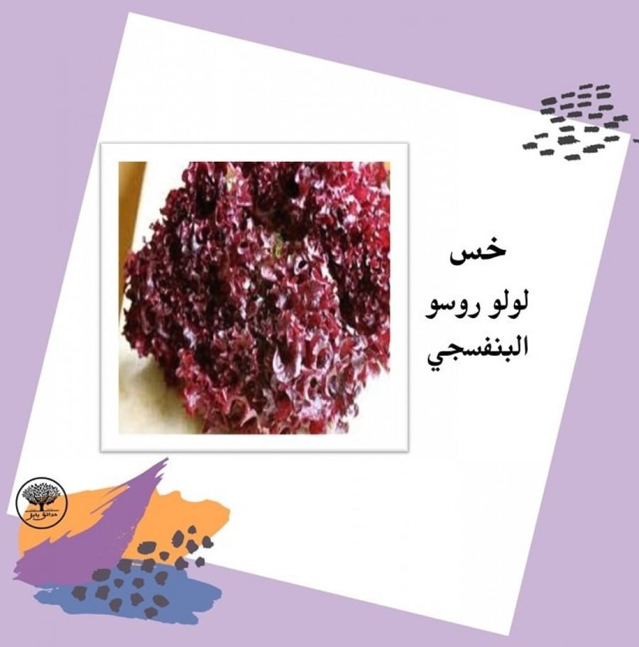 بذور خس لولو روسو البنفسجي F1