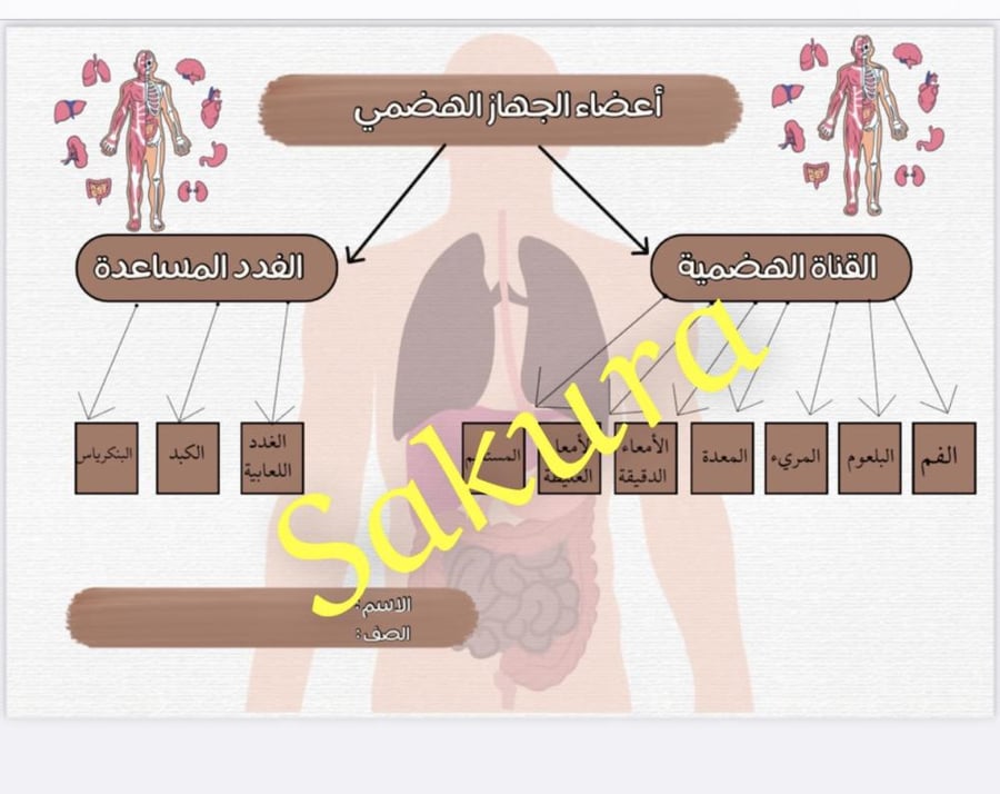 خرائط مفاهيم ( اعضاء الجهاز الهضمي )