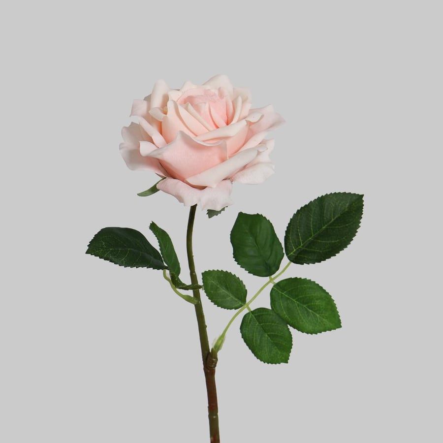 Single rose with natural pink texture