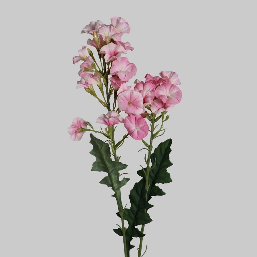 A branch of pink gladiolus